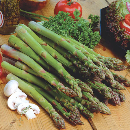 Jersey Knight, Asparagus Roots - 10 Crowns image number null